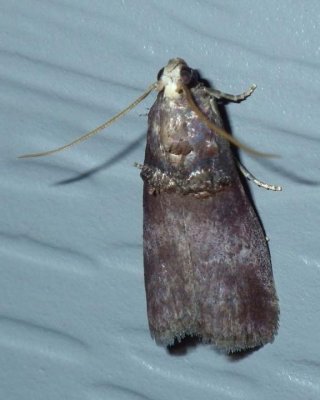 MicroMoth7.jpg