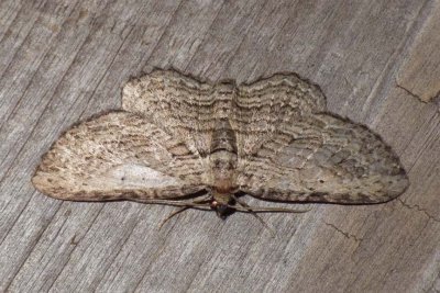 BrownBarkCarpetMoth8.jpg