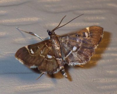 HarlequinWebwormMoth2.jpg