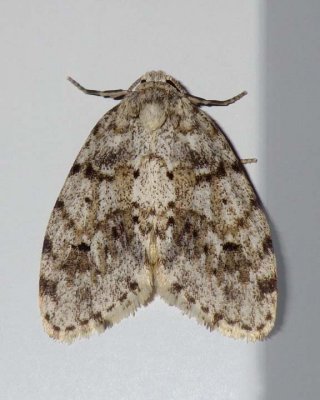 LittleWhiteLichenMoth4.jpg