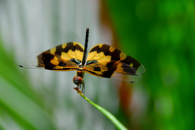 Dragonfly of Sri Lanka