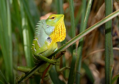 Sri Lankan Lizard
