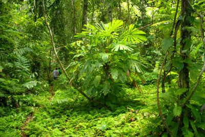  Solomon Islands Rainforest