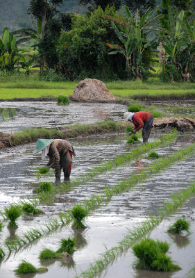 Indonesia 1 5 2012 345 Sumbawa Rice Planting