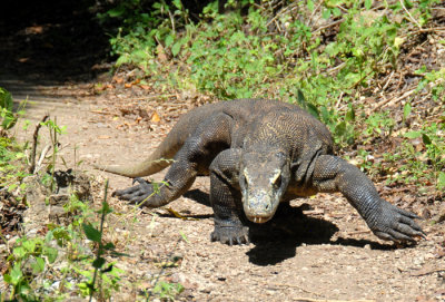 Indonesia 1 5 2012 429  Wild Komodo Dragon on the Trail