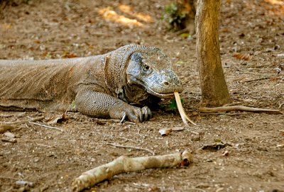 Indonesia 1 5 2012 517 Komodo Dragon Rinca Island