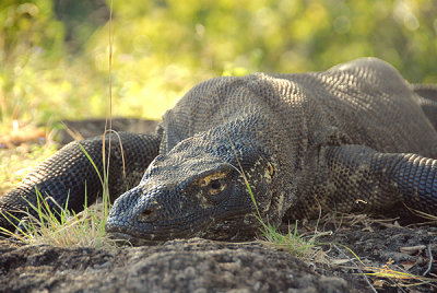 Indonesia 1 5 2012 533 Komodo Dragon