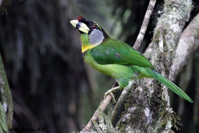 Fire Tufted Barbet (Psilopogon pyrolophus)