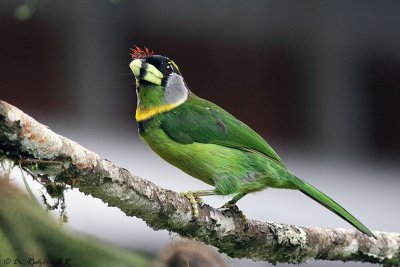 Fire Tufted Barbet (Psilopogon pyrolophus)