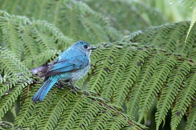 Flycatcher