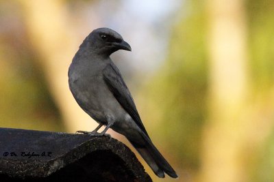 Javan Cuckoo-Shrike