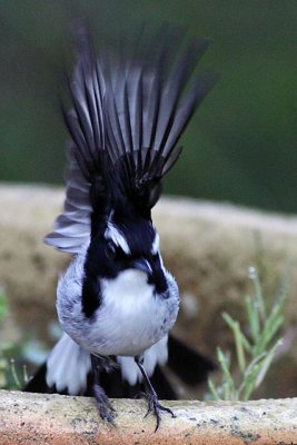 LittlePied_Fly