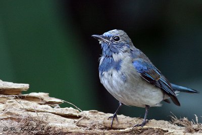 Blue and White Flycatcher - Perch on wood