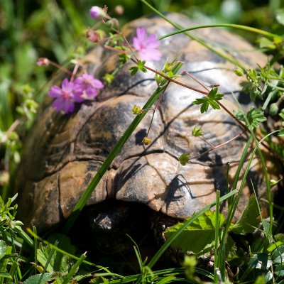 Helmschildpad