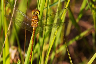 Heidelibelle spec