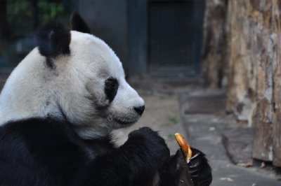 Berlin Zoo