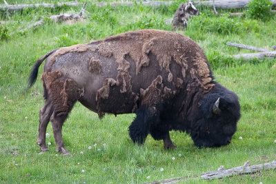 A bison shedding its winter coat