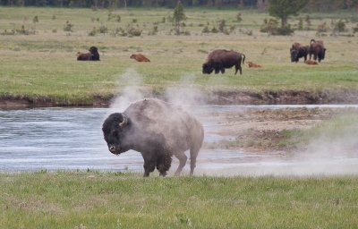 A bison takes a dust bath