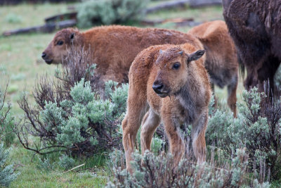 Baby bison in the rain