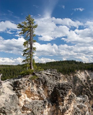 Lone tree over the Grand Canyon of the Yellowstone