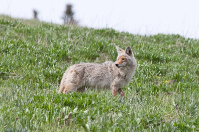 Coyote