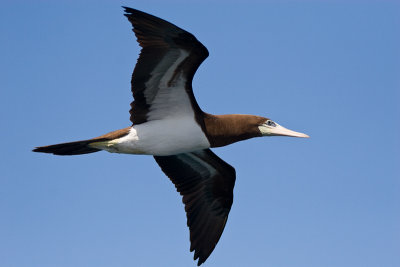 Yellow-Footed Booby