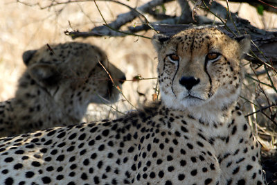 A pair of well-fed Cheetahs