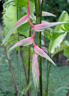 A Heliconia
