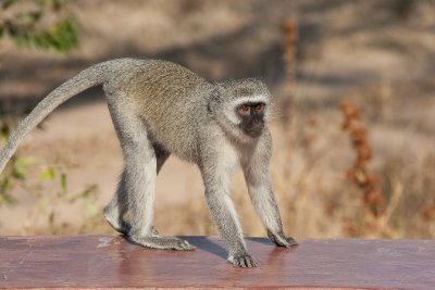 Vervet Monkey