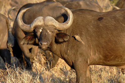A Cape Buffalo squinting in the sun