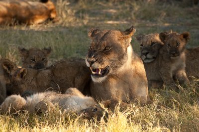 Gore Covered Lioness Knows Who's Boss