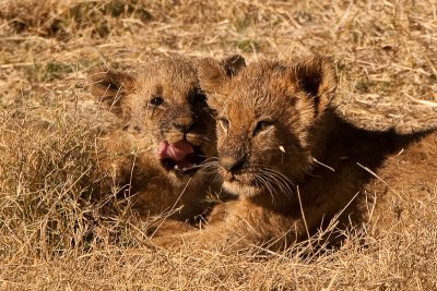Gore-Covered Lion Cubs