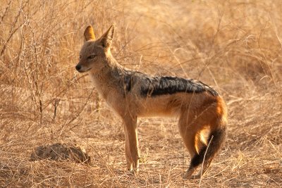 Black-Backed Jackal