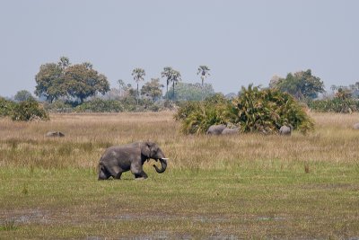 Elephant Crosses the Okavango