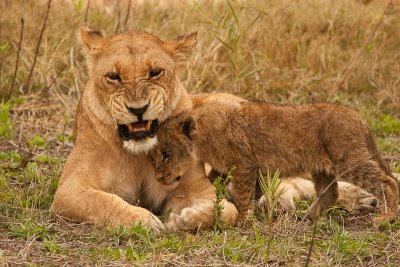 Lionness and Cub