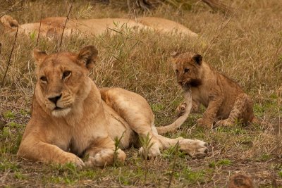 Lion Cub Loves Mom's Tail