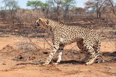 Cheetah Says Back Off!