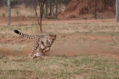 Cheetah Cornering