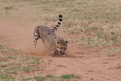 Cheetah Pouncing