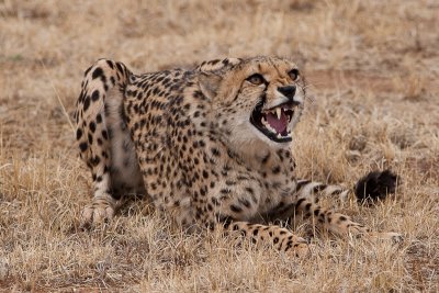 Cheetah Hiss