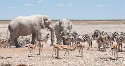 Etosha National Park, Namibia Sub-Gallery
