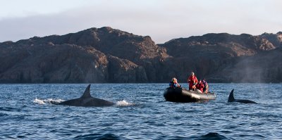 Zodiacking with Orca