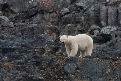 Polar Bear