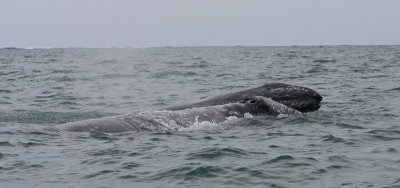 Female Gray Whale and Calf