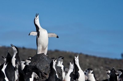 Chinstrap Penguin Calls for a Mate