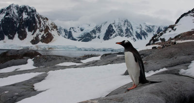 Gentoo Penguin Enjoys the View