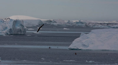 Kayaking Amongst the Icebergs