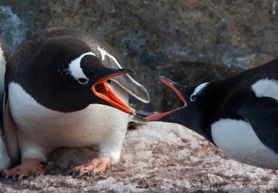 A Gentoo Defends Its Nest