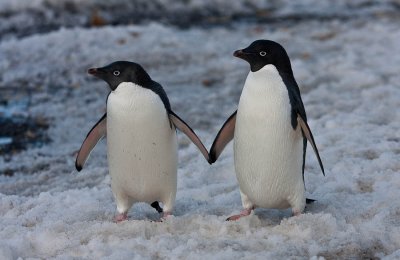 Adelie Penguins Hold Hands