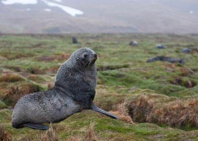 A Fur Seal Defends Its Territory